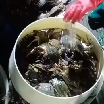 梭子蟹