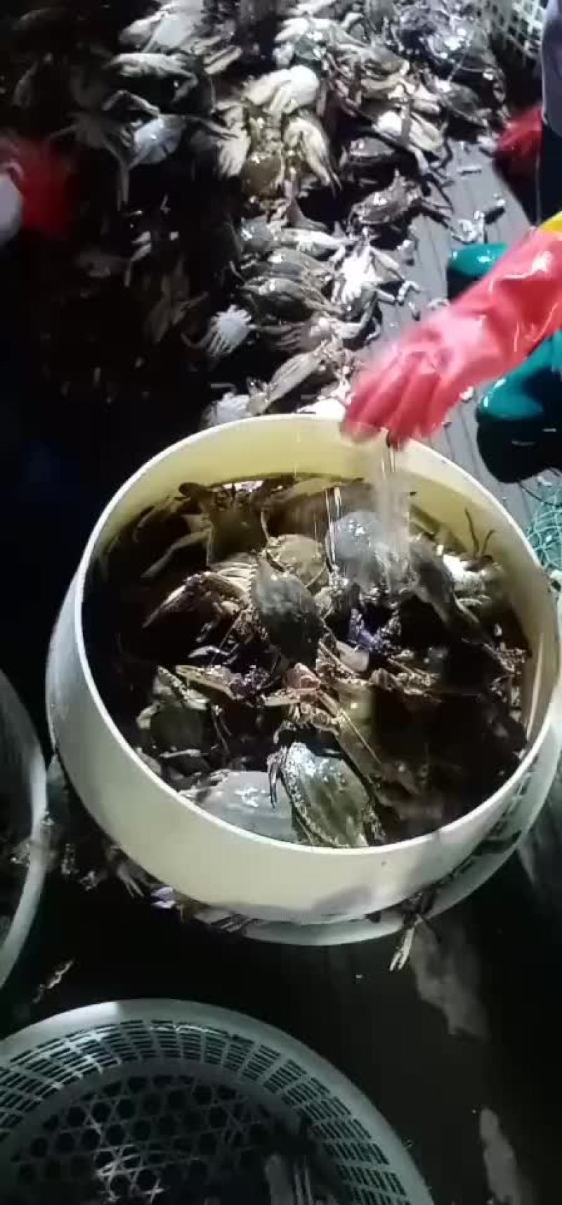 梭子蟹