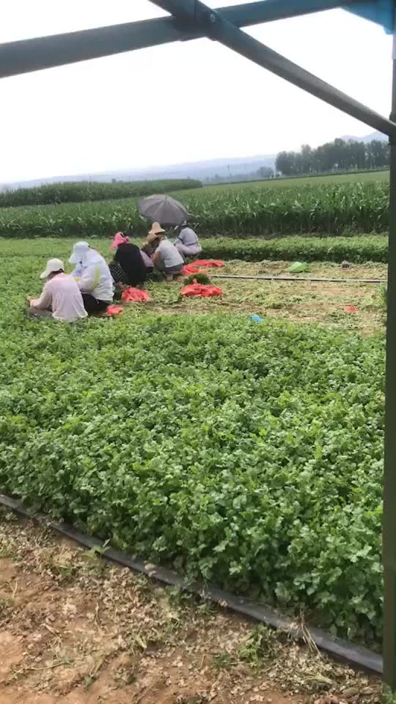 大量货源