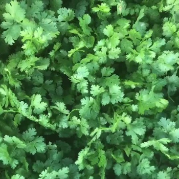 大量货源