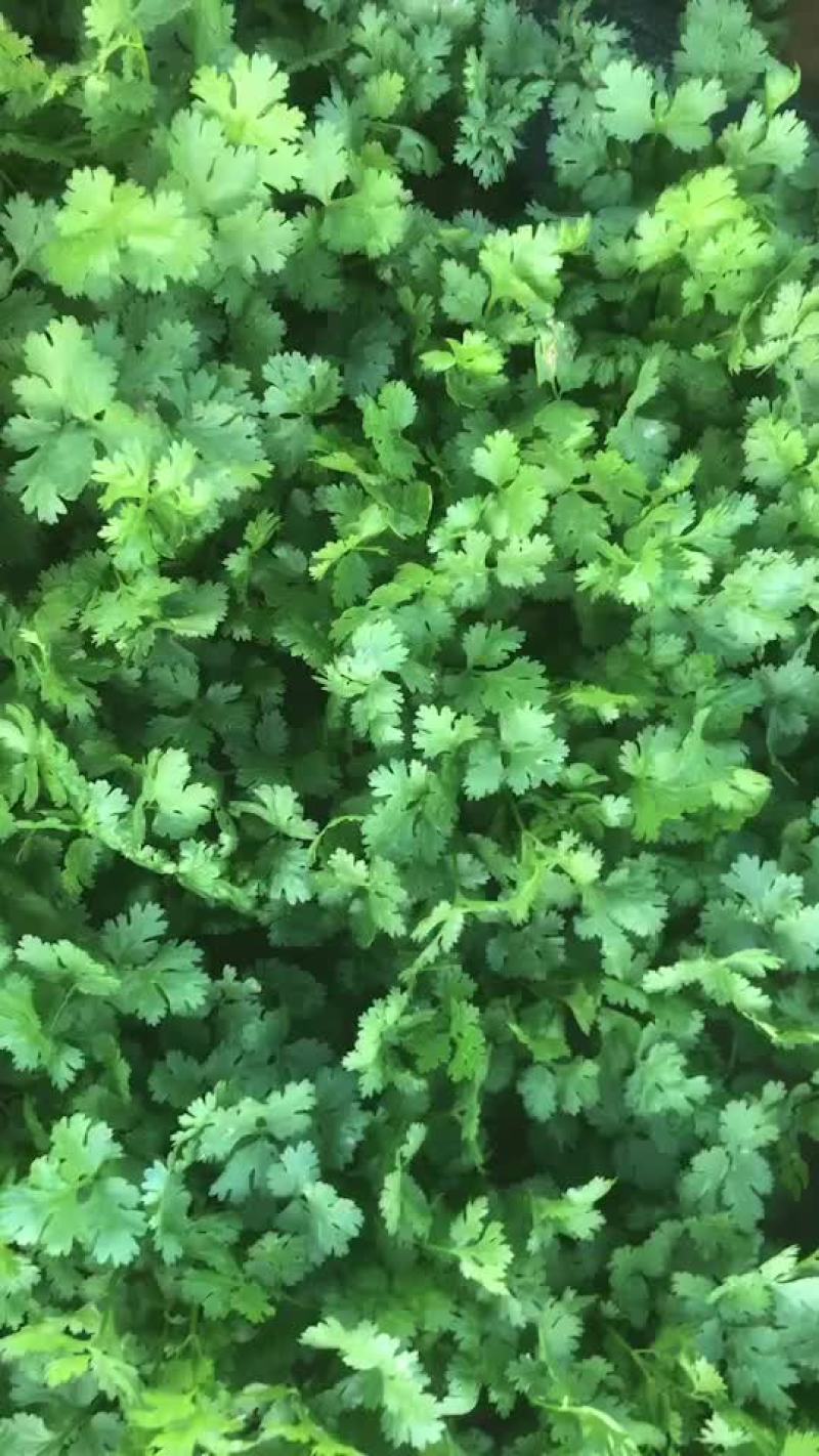 大量货源
