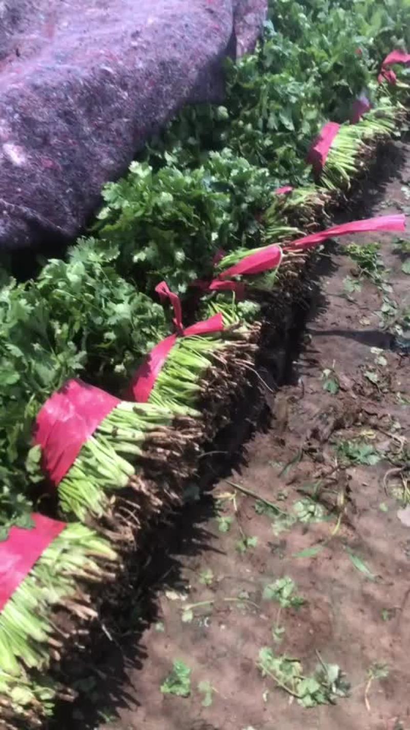 大量货源