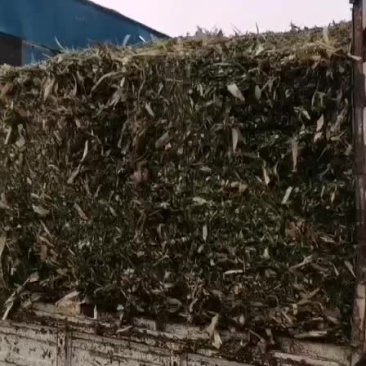 牛羊草料