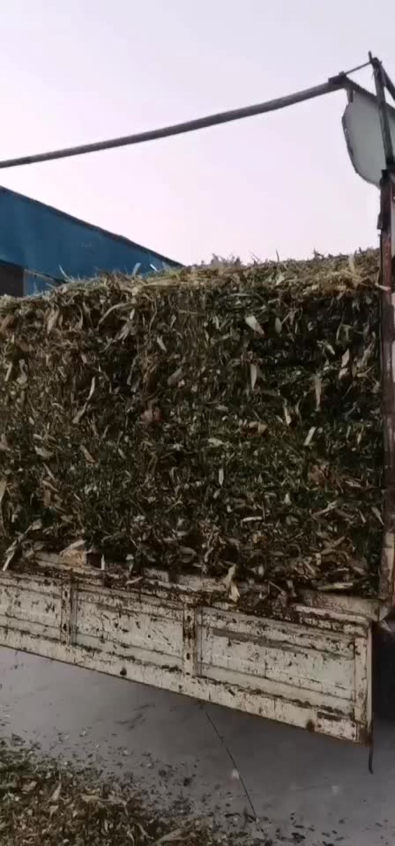 牛羊草料