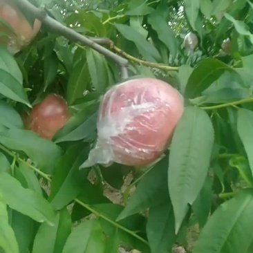 毛桃大量有货