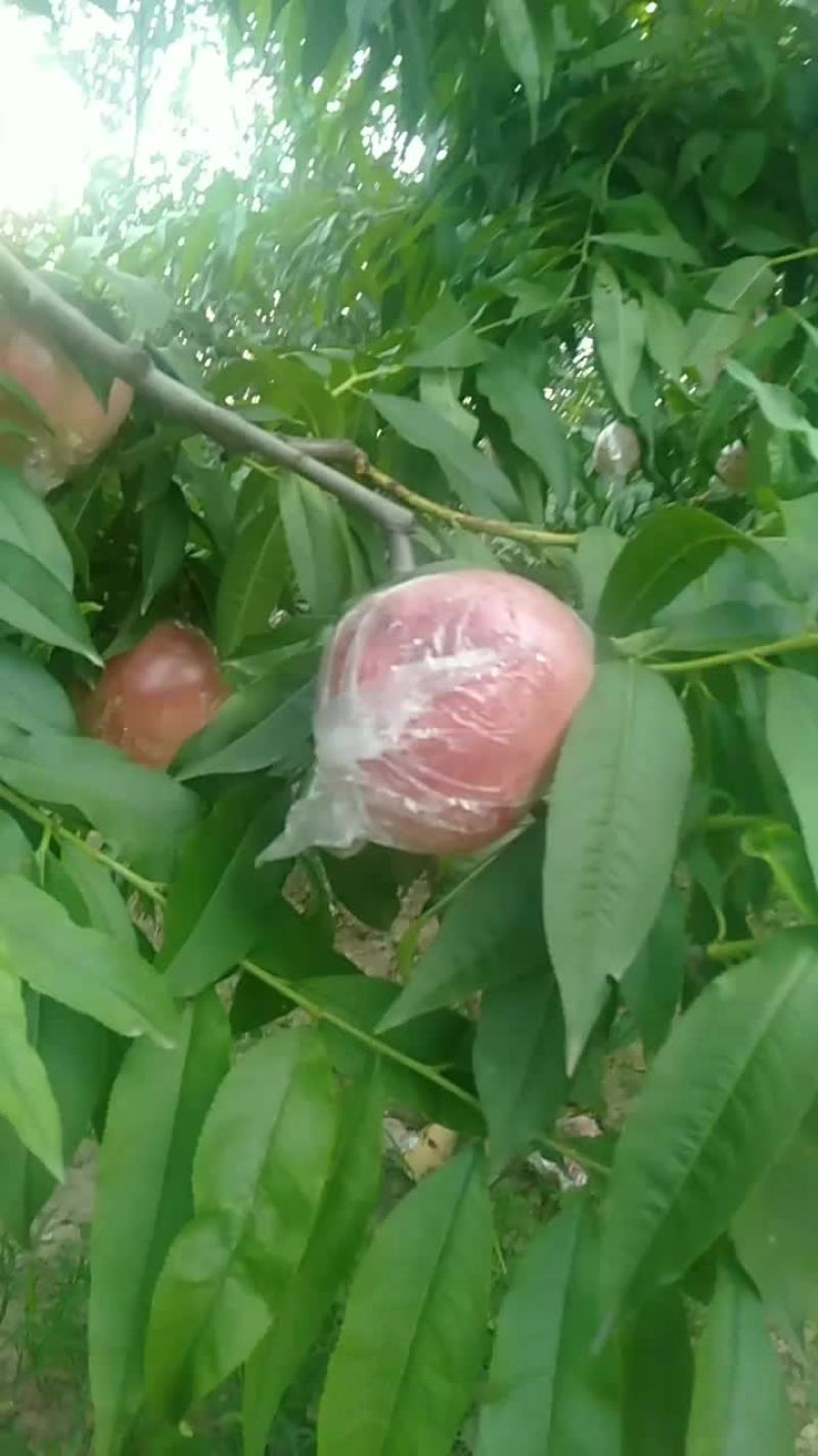 毛桃大量有货