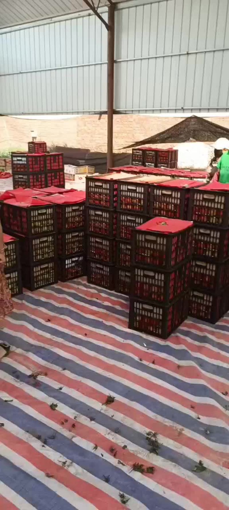 宁夏银川灵武大红，，西红柿以上市