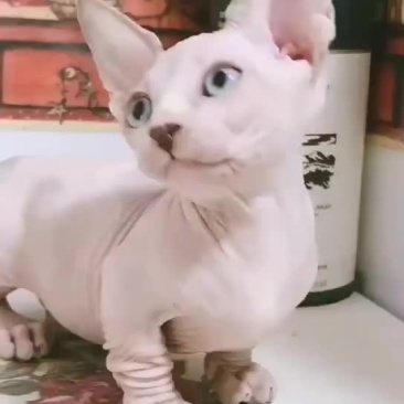 斯芬克斯猫无毛猫特惠1800，全国可发
