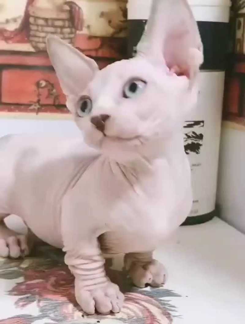 斯芬克斯猫无毛猫特惠1800，全国可发