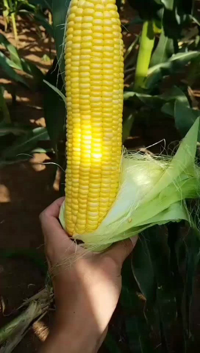 精品太阳花九号。