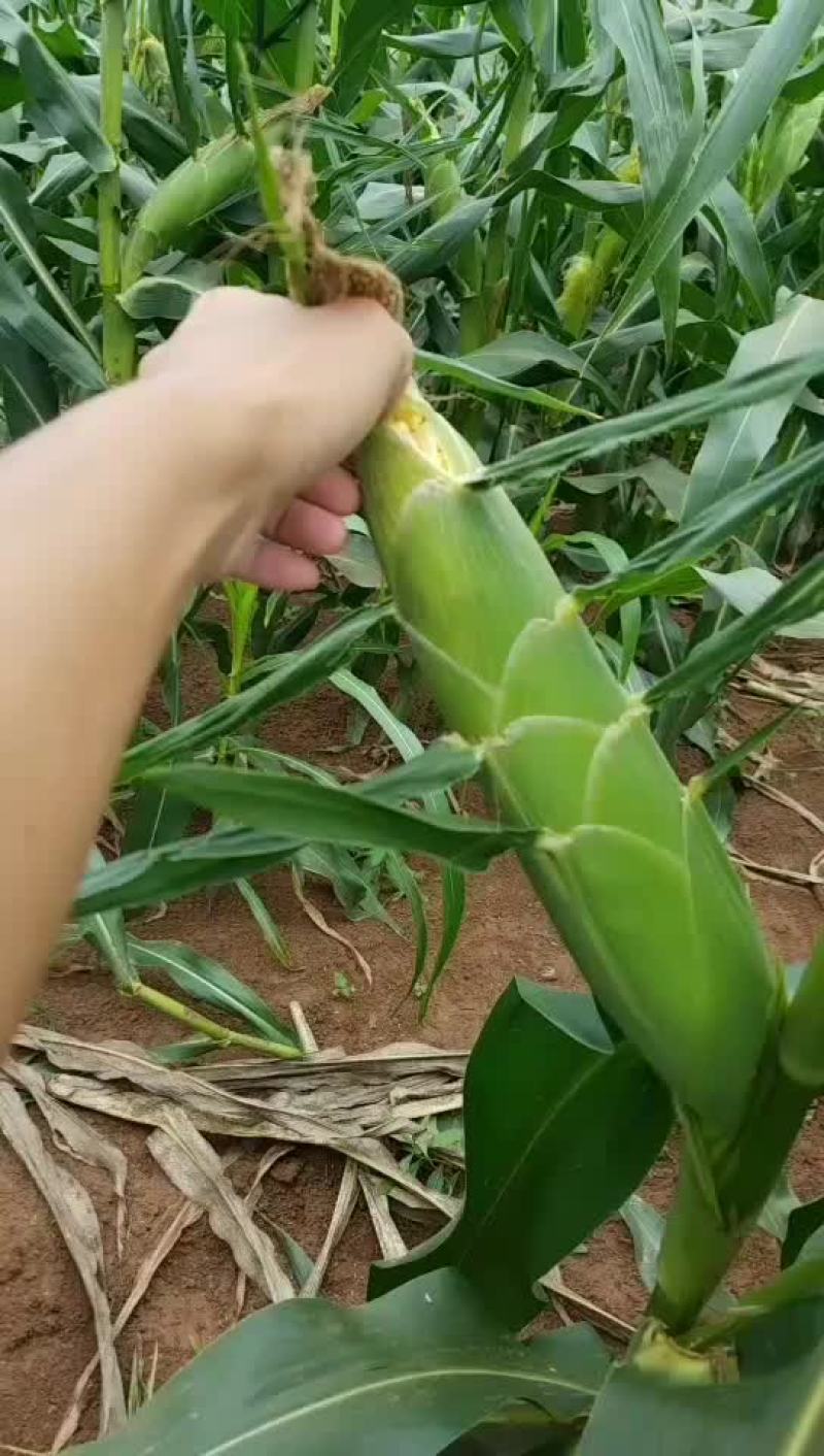 精品太阳花九号。