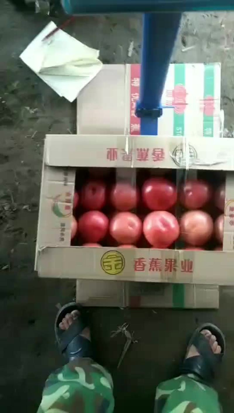 硬粉西红柿