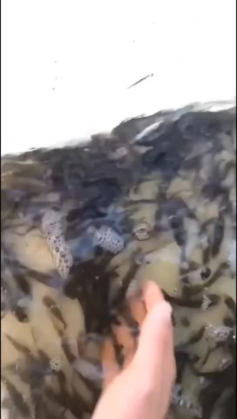 花骨鱼苗季郎鱼鸡骨郎卢季鱼鸡虾苗麻花鱼苗活体淡水养殖优质