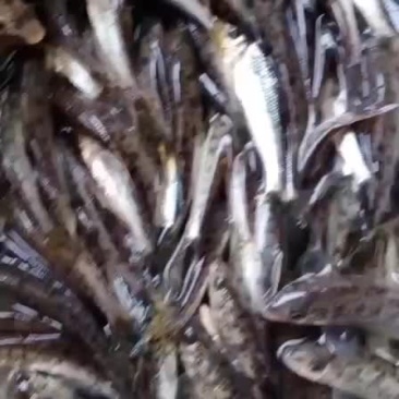 花骨鱼苗季郎鱼鸡骨郎卢季鱼鸡虾苗麻花鱼苗活体淡水养殖优质