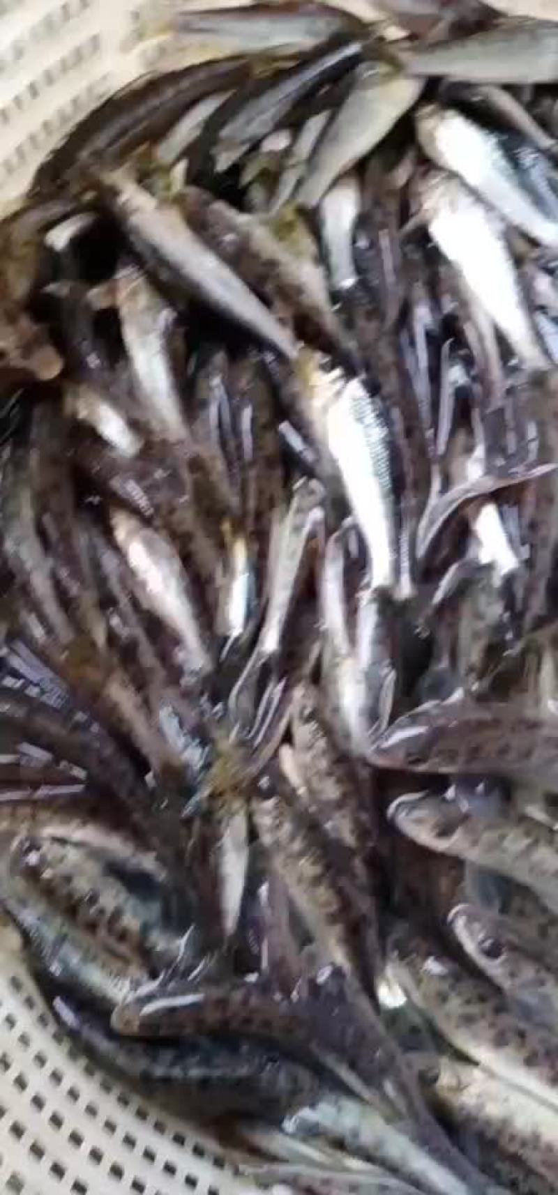 花骨鱼苗季郎鱼鸡骨郎卢季鱼鸡虾苗麻花鱼苗活体淡水养殖优质