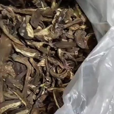 黑牛肝菌