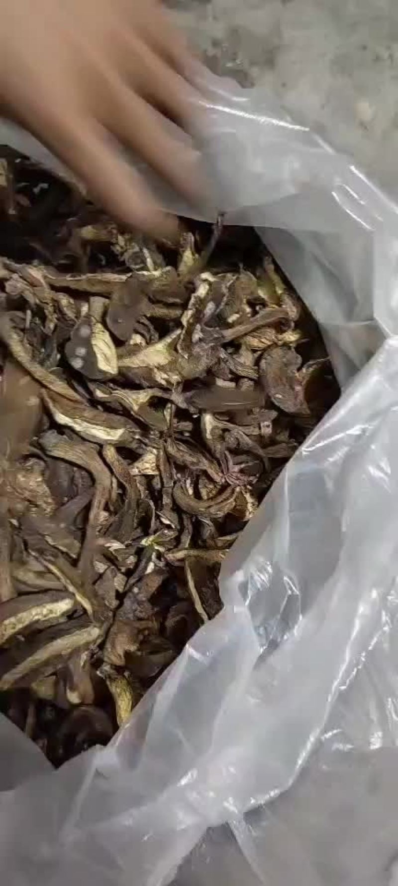 黑牛肝菌