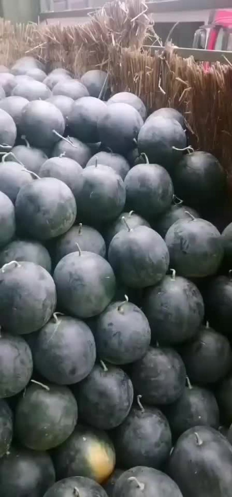 新鲜西瓜