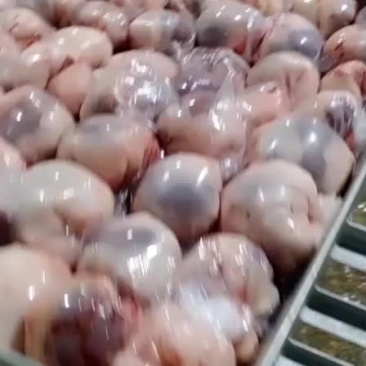 内蒙古锡林浩特原油腰子《厂家直销》