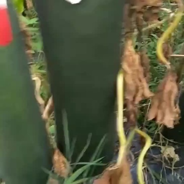 黑皮冬瓜，大量上市