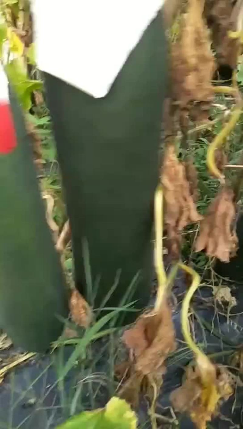 黑皮冬瓜，大量上市