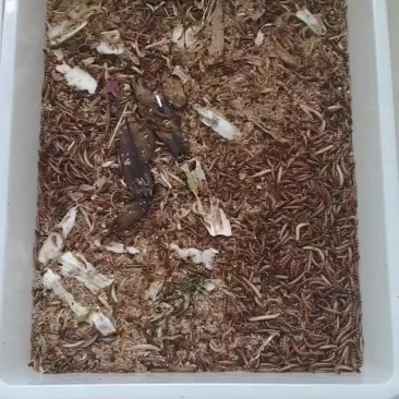 大麦虫
