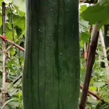 黑皮吊瓜