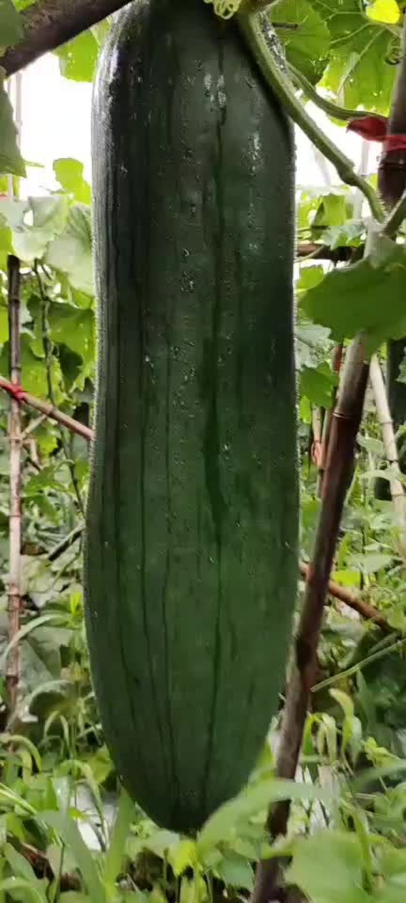 黑皮吊瓜
