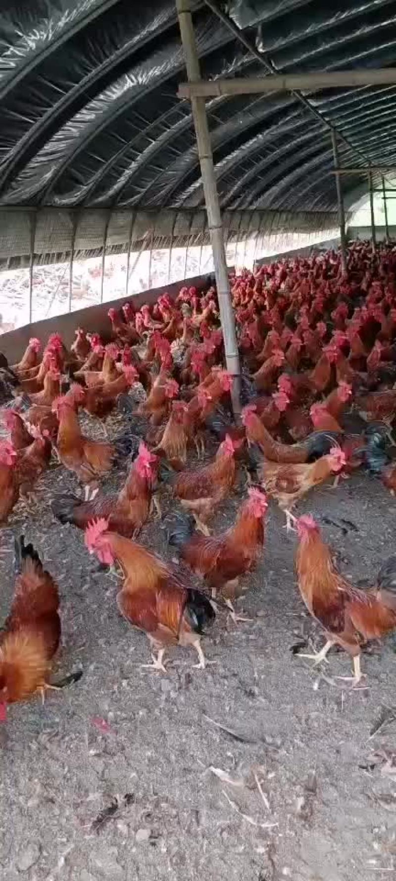 放养仙居鸡，公鸡，母鸡000000000000