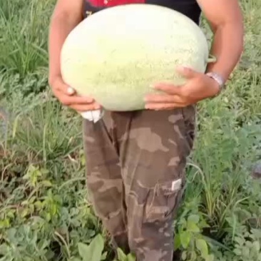 新开园价格便宜