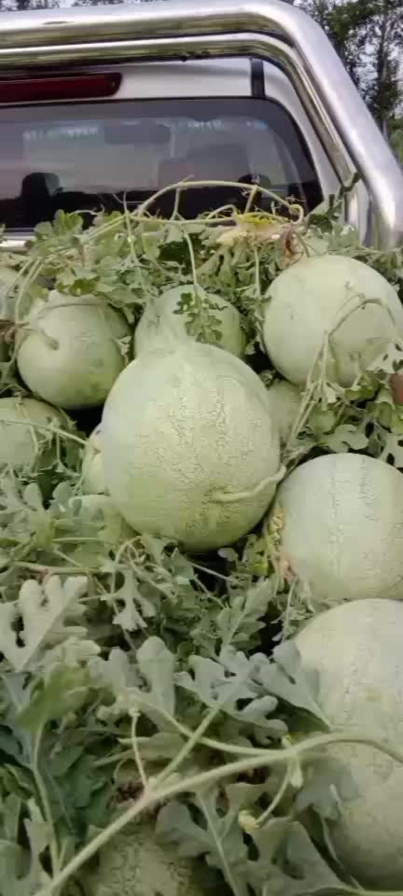 新开园价格便宜