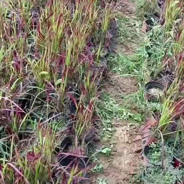 雪草血草日本血草低价处理苗圃直发，欢迎联系