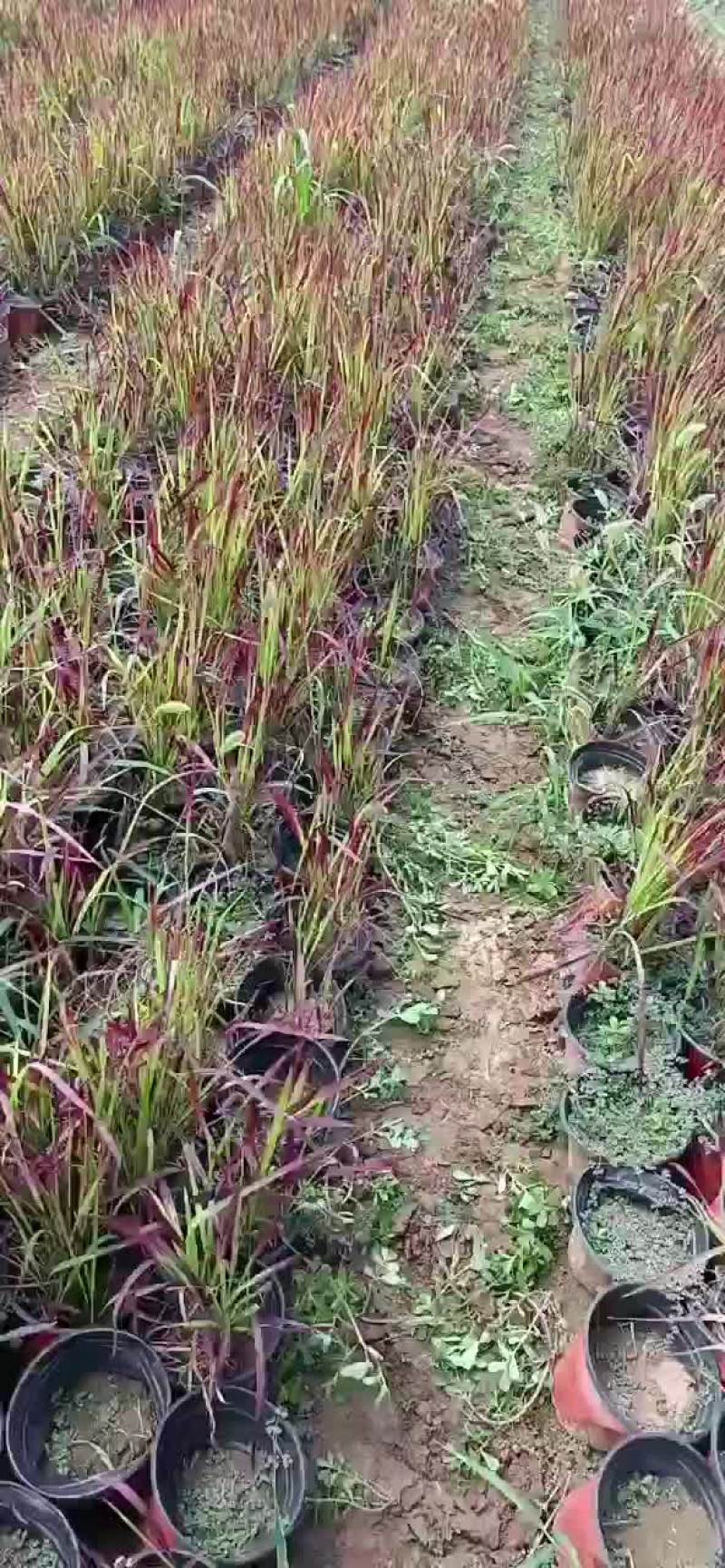 雪草血草日本血草低价处理苗圃直发，欢迎联系