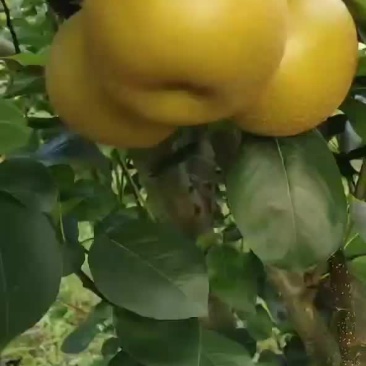 大量出售梨子