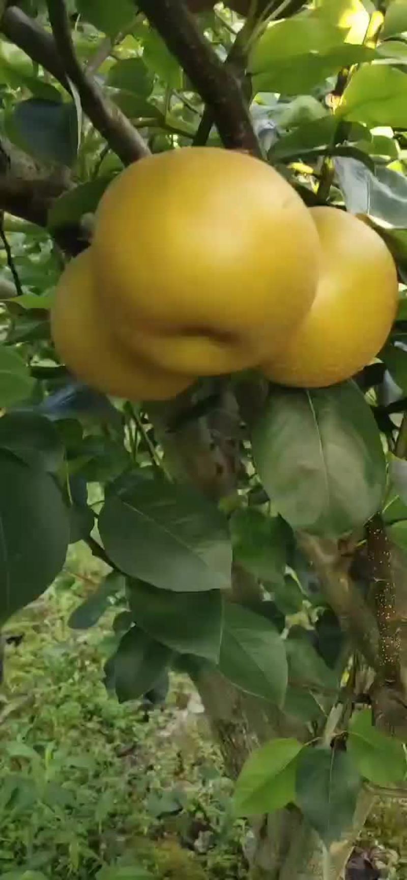 大量出售梨子