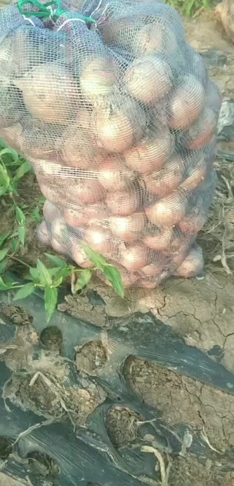洋葱辣木一