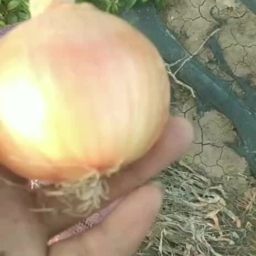 洋葱辣木一