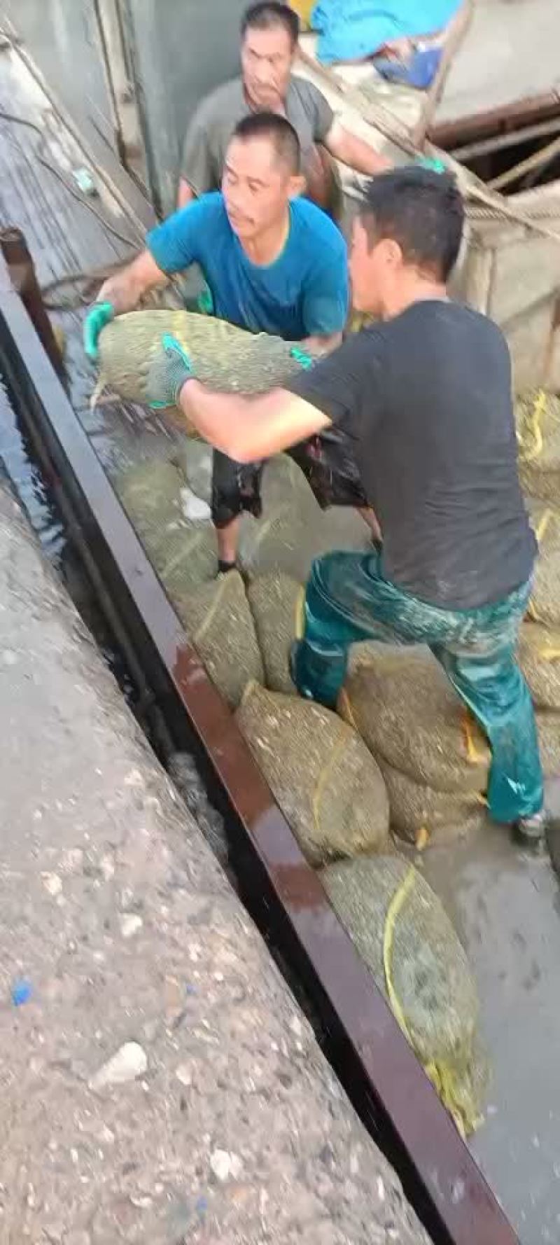 渤海湾船吸粘蛤每天大量有货需要的老板码头看货