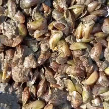 渤海湾船吸粘蛤每天大量有货需要的老板码头看货