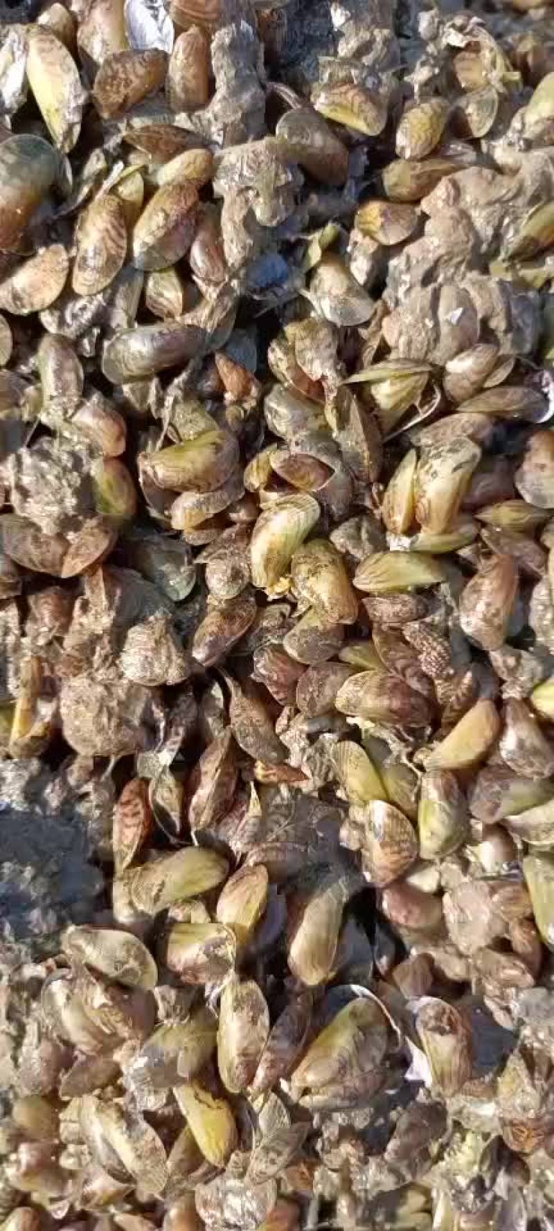 渤海湾船吸粘蛤每天大量有货需要的老板码头看货