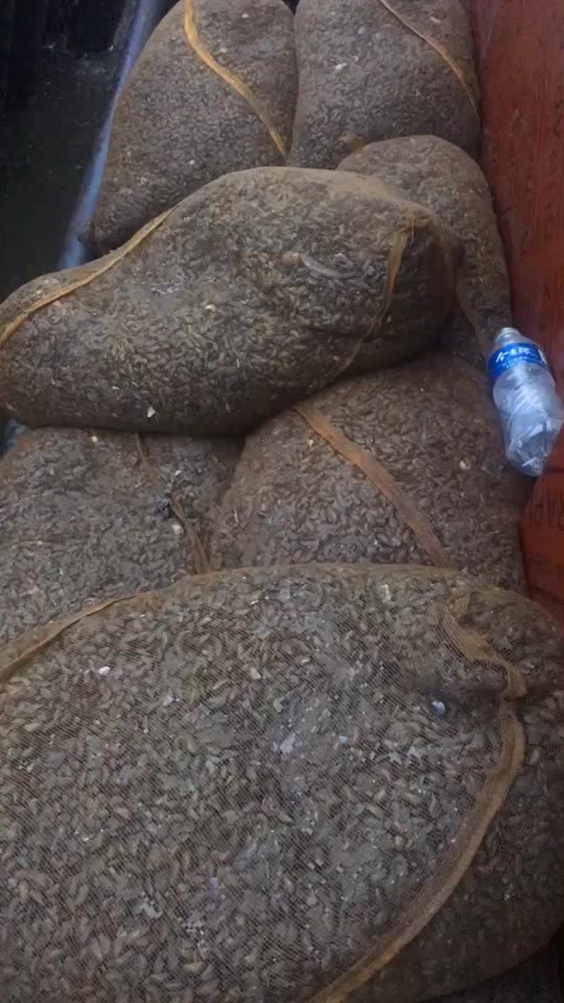渤海湾船吸粘蛤每天大量有货需要的老板码头看货