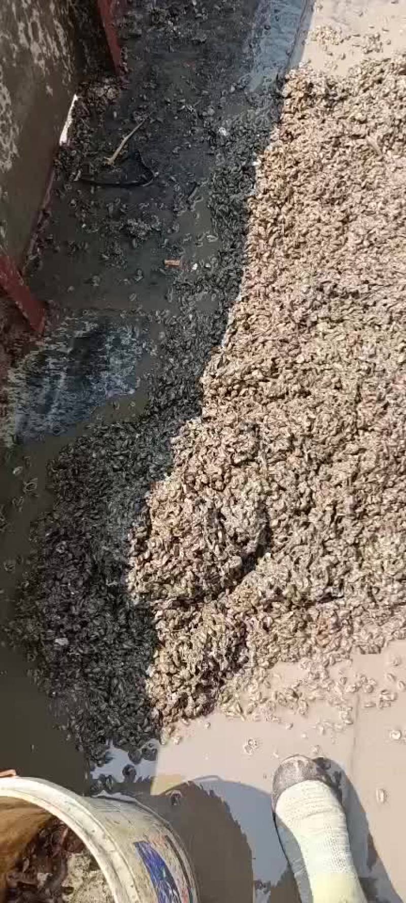 渤海湾船吸粘蛤每天大量有货需要的老板码头看货