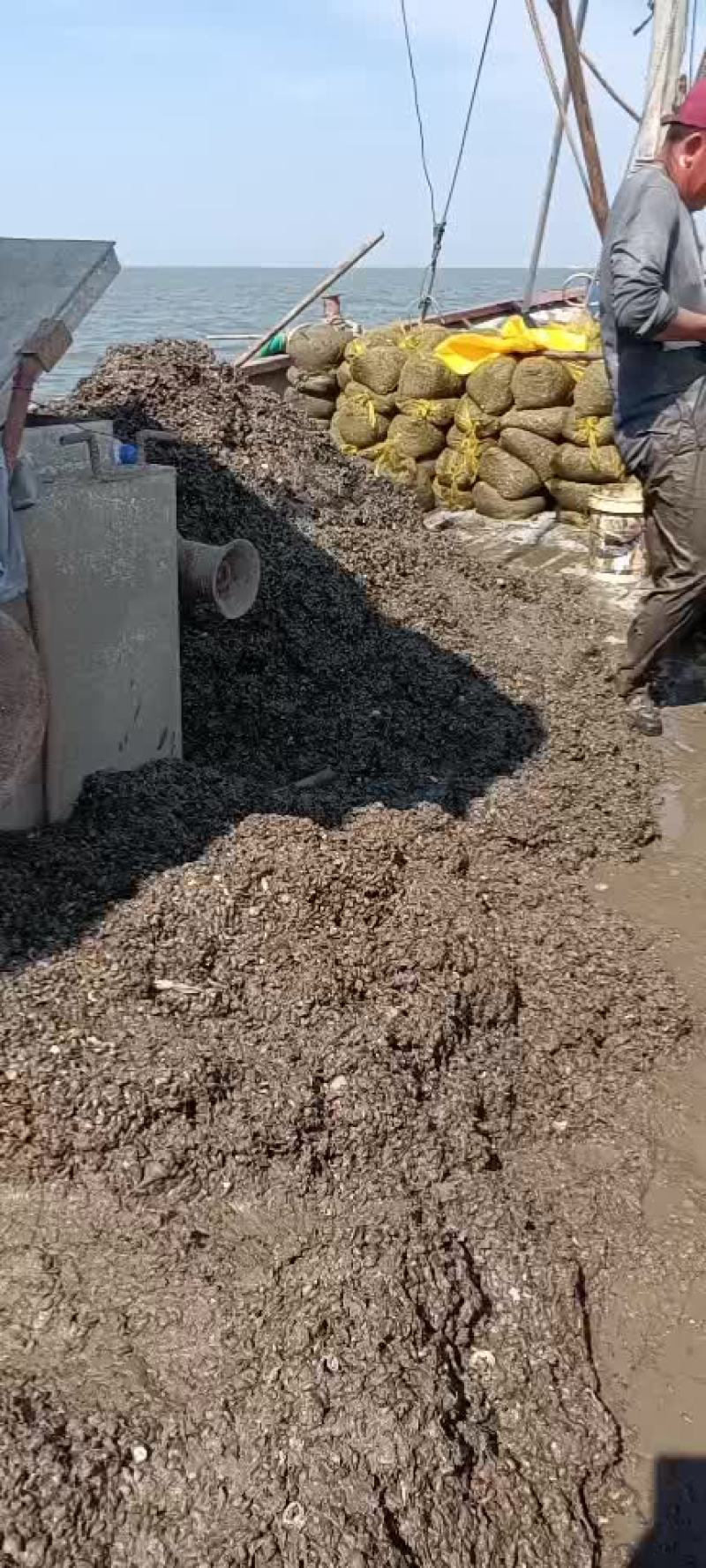 渤海湾船吸粘蛤每天大量有货需要的老板码头看货