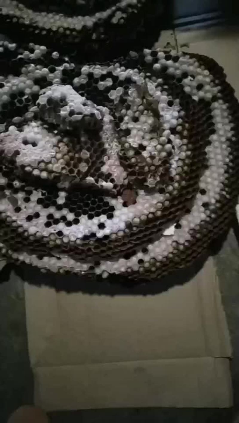 蜂蛹