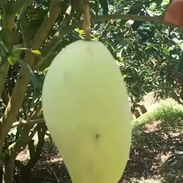 金黄芒