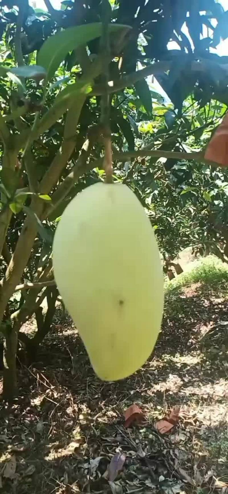 金黄芒