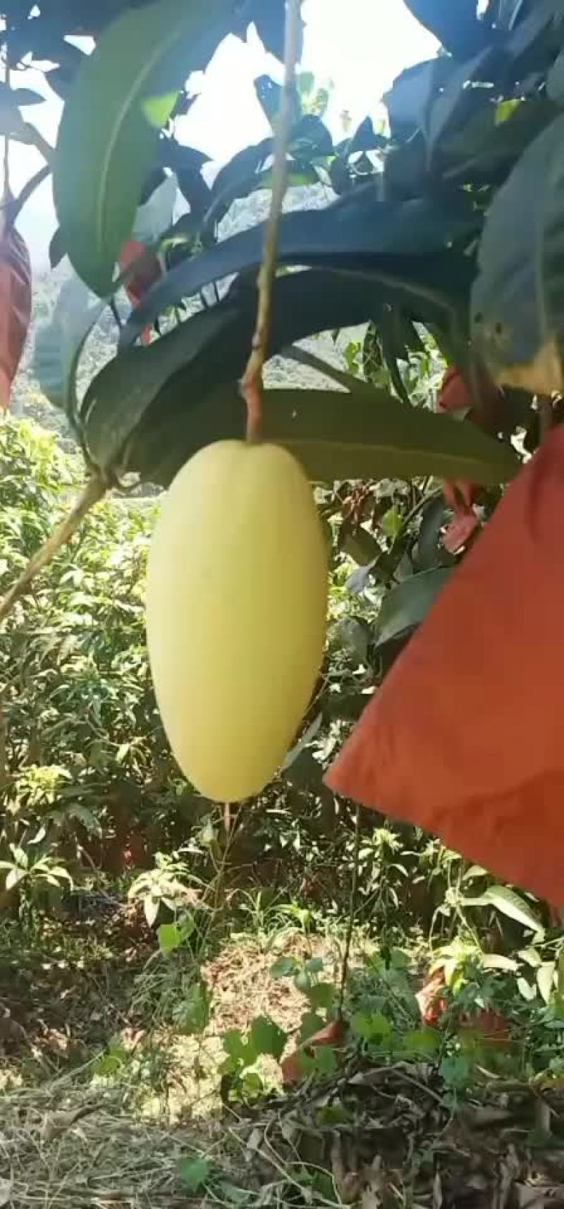 金黄芒