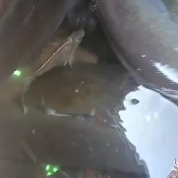 鲶鱼