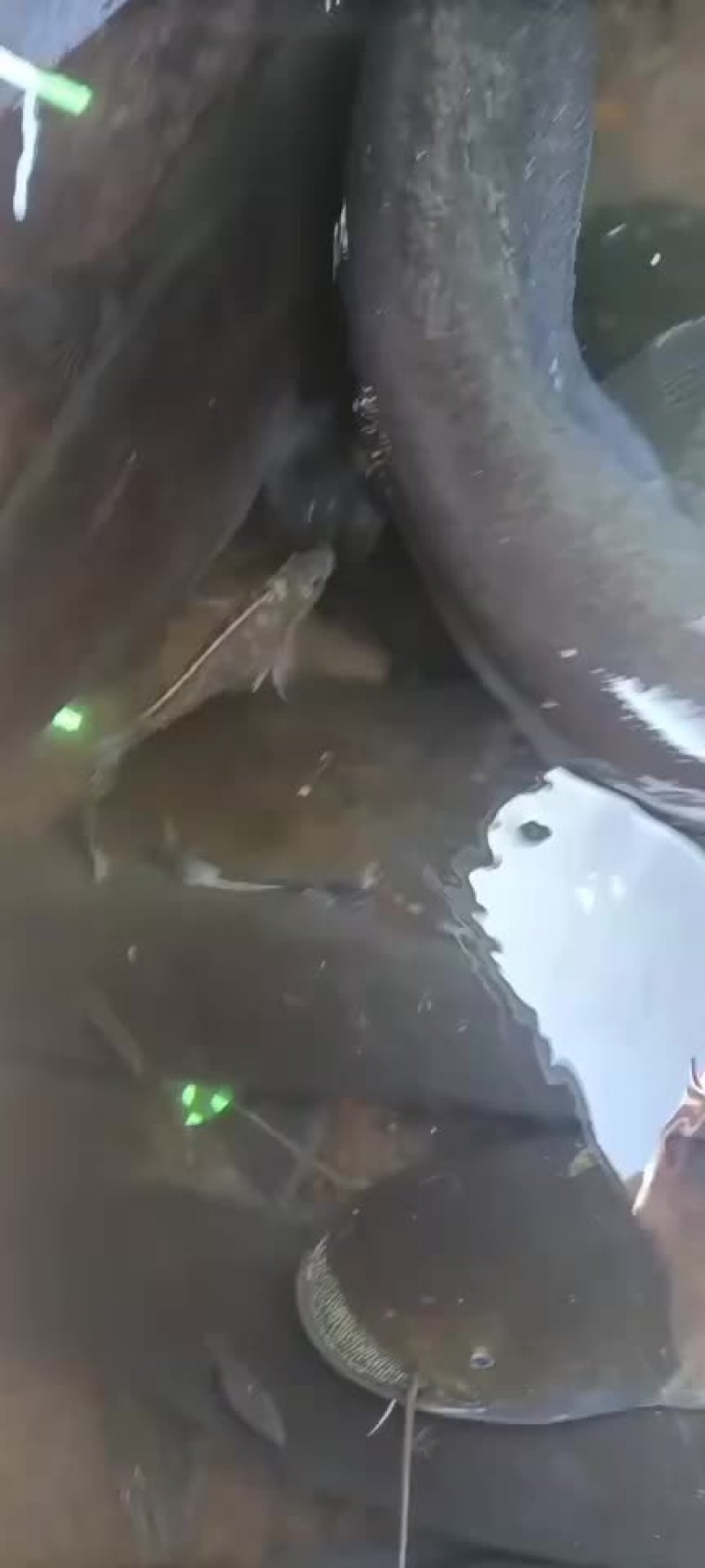 鲶鱼