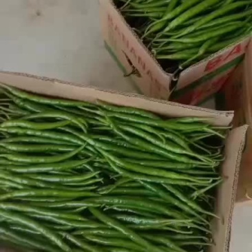 鲜辣椒